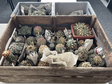 Cactus protégés et psychotropes saisis à la frontière à Bâle