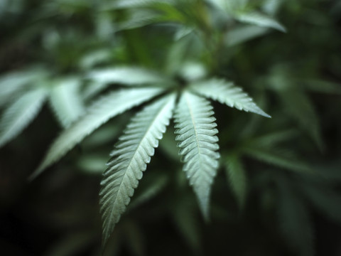 Une initiative lancée pour légaliser le cannabis en Suisse