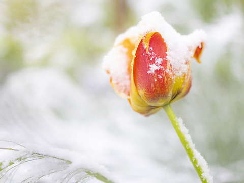 Avril 2024: du quasi-été au retour de l'hiver