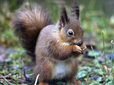 Au Moyen Âge, les écureuils étaient porteurs de la lèpre