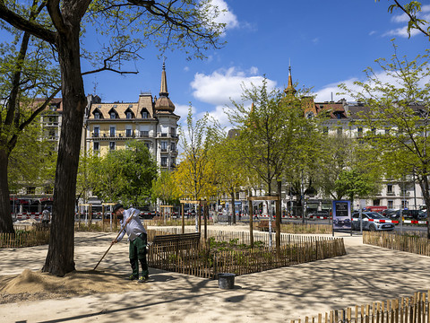 Genève veut atteindre un taux de canopée de 30% en ville en 2070