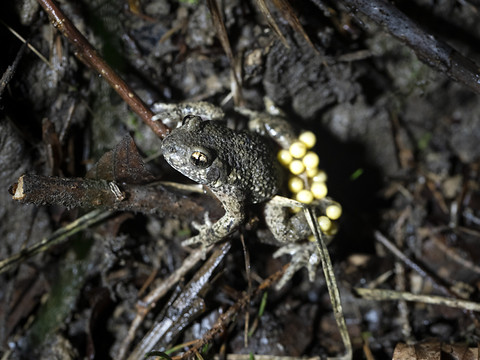 Des scientifiques calculent l'étang parfait pour les amphibiens