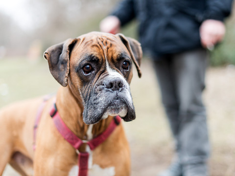 Smile lance une assurance pour chiens en Espagne
