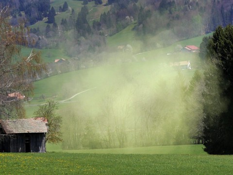 Le rhume des foins explose en Suisse à cause du réchauffement