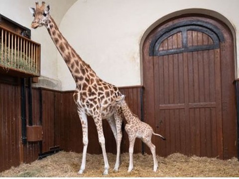 Naissance d'un petit mâle chez les girafes du zoo de Bâle