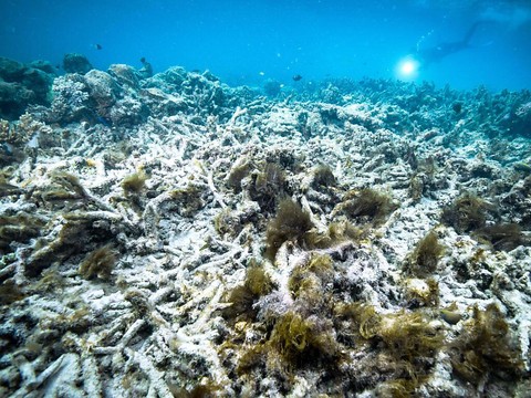 L'épisode mondial de blanchissement des coraux s'aggrave