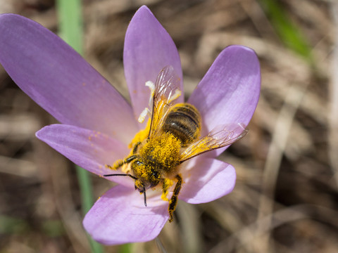 Nouvelle liste rouge: 45% des abeilles sauvages menacées