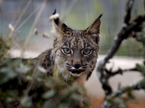 Le nombre de lynx ibériques, une espèce menacée, a doublé