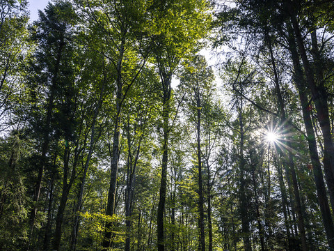 La photosynthèse des arbres inefficace à partir de 30 degrés