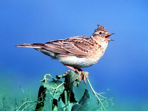La situation de la biodiversité en Suisse est pire qu'à l'étranger