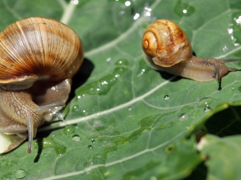 L'élevage d'escargots sera facilité
