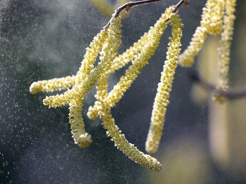 Le pollen augmente la tension artérielle, selon une étude