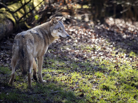 Le mouton représente 11% des proies des loups