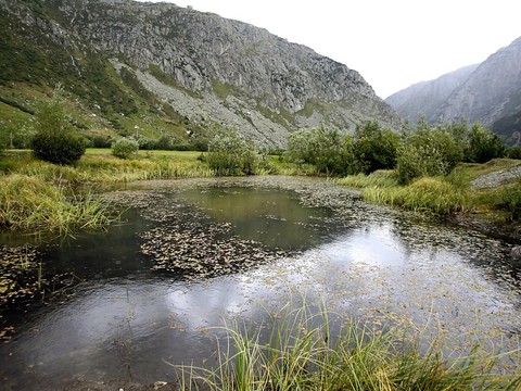 BirdLife Suisse inquiète de la disparition des marais