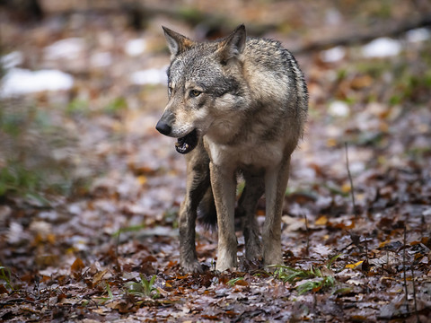 Déploiement renforcé des garde-faune neuchâtelois face au loup