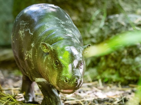 Heureux évènement parmi les hippopotames nains du zoo de Bâle