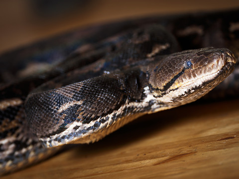 Un python de 5 mètres avale une femme en Indonésie