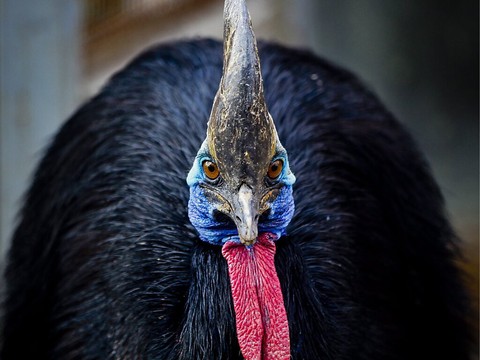 En Australie, un redoutable oiseau 