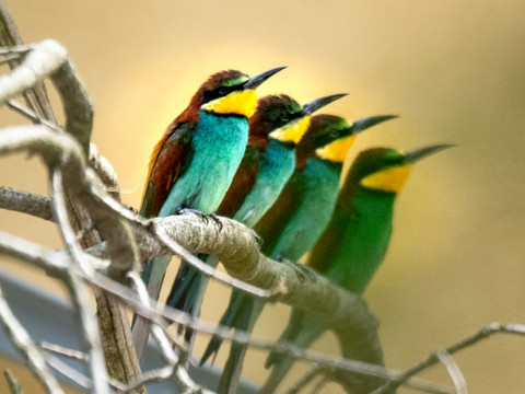 Le guêpier d'Europe prend ses quartiers au parc animalier de Berne