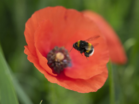 Les pertes hivernales de colonies d'abeilles se situent dans la moyenne des années précédentes