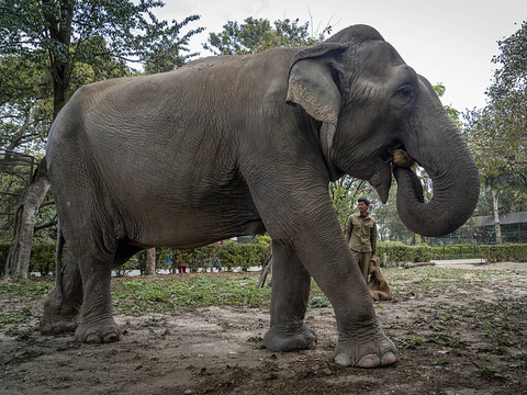 Les éléphants s'appellent entre eux avec un nom