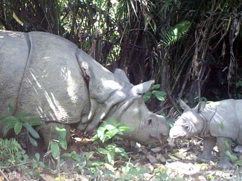 26 rhinocéros de Java tués par des braconniers depuis 2018