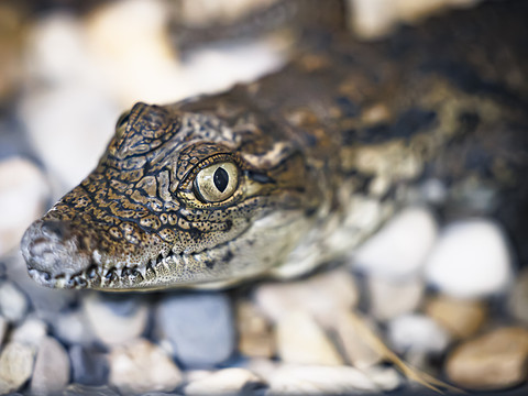 Elevés par Aquatis, seize crocodiles sacrés en route pour le Maroc