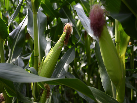 La polyculture traditionnelle favorise la biodiversité (étude)