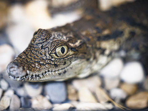 Les crocodiles sacrés 