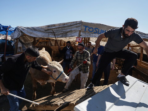 Près de 16'000 bouchers amateurs de l'Aïd se blessent en Turquie