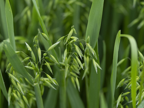 L'agriculture obtient 13,8 milliards pour 2026-2029