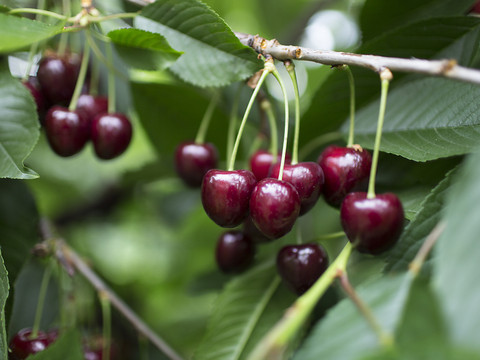 La récolte des cerises suisses s'annonce très bonne
