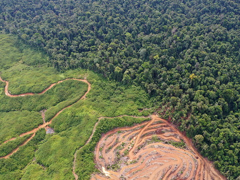 Washington demande à l'UE de reporter ses règles anti-déforestation