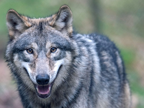 Pas de droit de recours contre le tir du loup