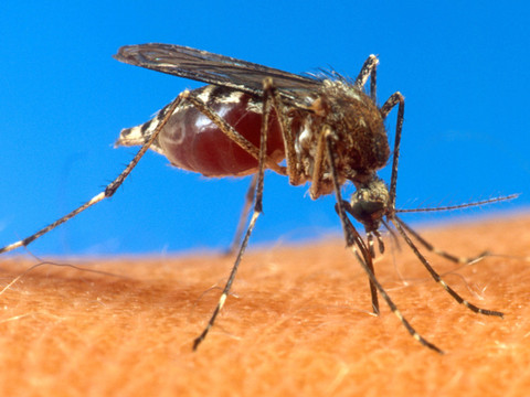L'UE autorise le premier vaccin contre le chikungunya