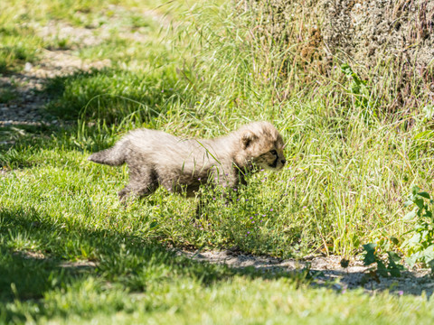 Naissance de quatre guépards au zoo de Bâle