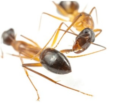 Certaines fourmis procèdent à des amputations