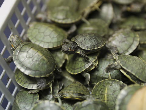 Des centaines de tortues sauvées des griffes d'un réseau criminel