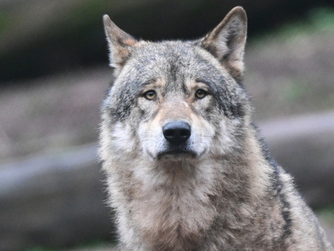Ordonnance sur la chasse: atteinte aux espèces protégées dénoncée