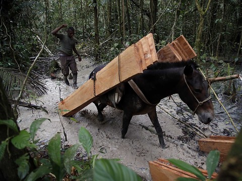 Des dizaines de milliers d'hectares déboisés en Colombie l'an passé