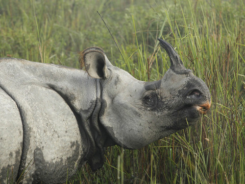 Un parc national indien inondé, six rhinocéros tués