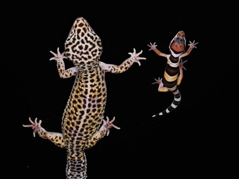 Les secrets de la robe du gecko léopard décryptés