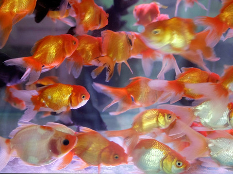 Plantes et animaux exotiques, catastrophiques pour la biodiversité