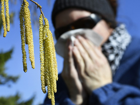 Les concentrations en pollen de graminées en diminution