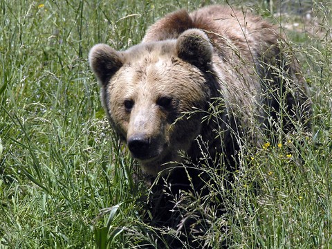 Emotion en Roumanie après l'attaque mortelle d'un ours