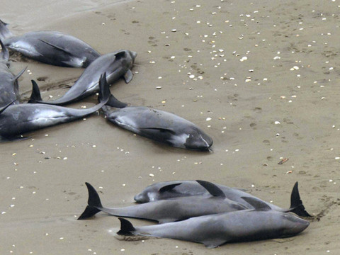 Plus de 70 dauphins pilotes échoués sur une île écossaise