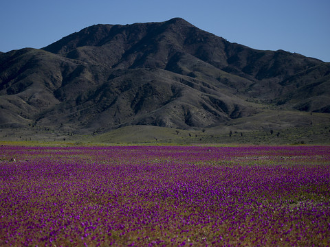 Des pluies inhabituelles font fleurir le désert aride d'Atacama