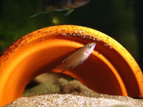 Certains poissons traitent leur progéniture avec moins de rigueur