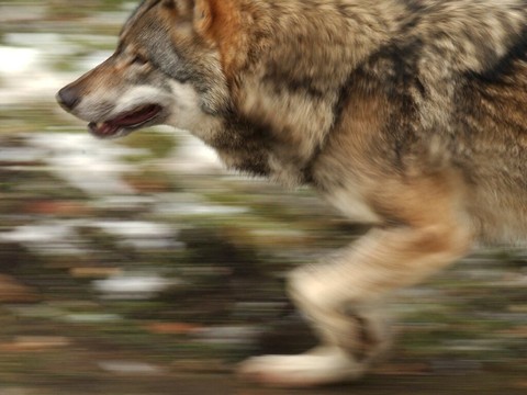 Loup abattu dans la région de Boltigen (BE)