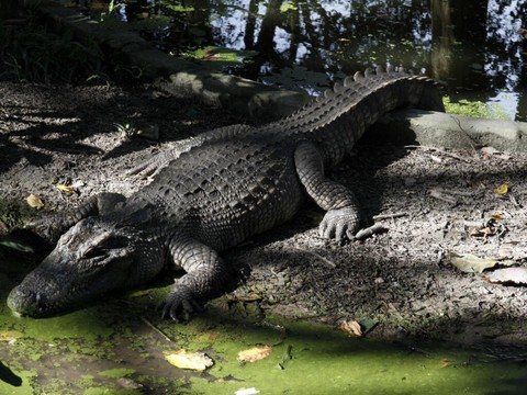 Rare naissance au Cambodge de 60 crocodiles en voie d'extinction